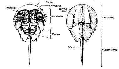 limulus